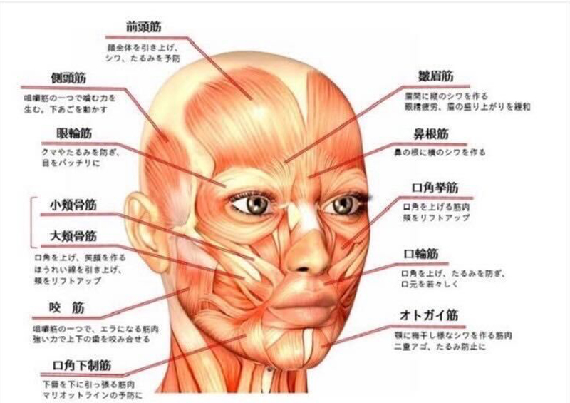 顔の筋肉