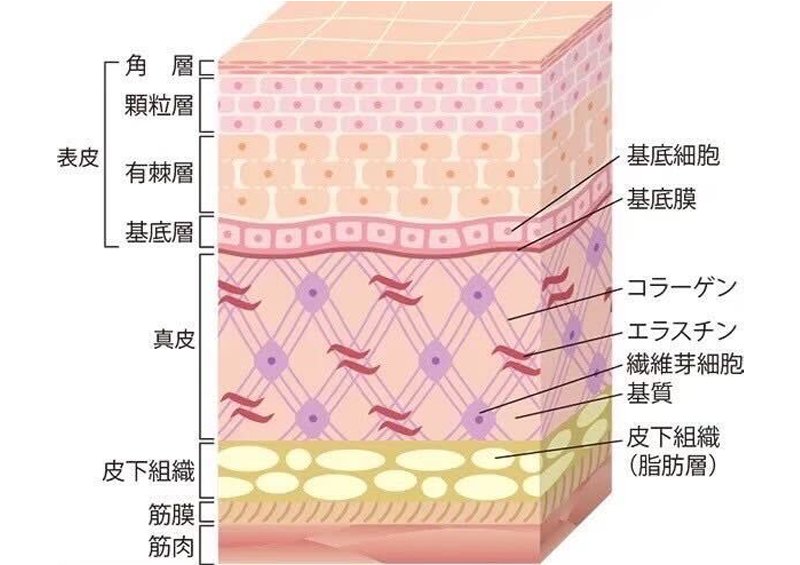 リップ(唇)アートメイクとは
